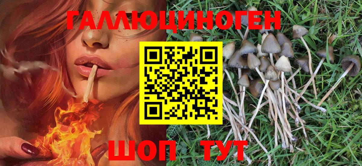 Псилоцибиновые грибы Cubensis  Галлюциногенные грибы Cubensis  Реутов 