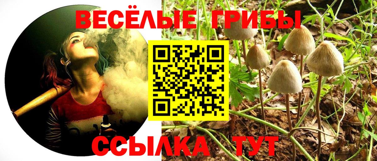 Псилоцибиновые грибы Psilocybe Реутов